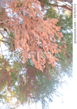 Year-to-date season's mums pollen Year-to-date season's mums pollen 48763572