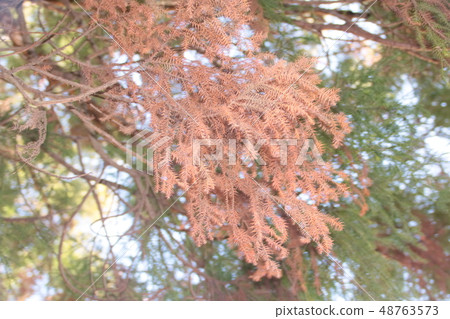 Year-to-date season's mums pollen 48763573