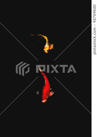 鯉魚 鯉魚 48764680