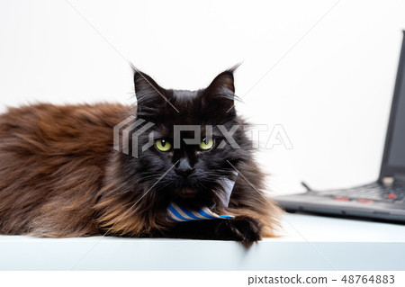 Image of main coon cat in striped tie with laptop 48764883