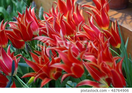 Bright fresh tulips 48764906