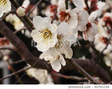 Plum blossom white plum 48765298