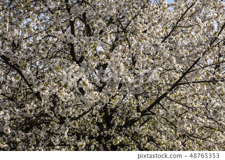 cherry during the spring time cherry during the spring time 48765353
