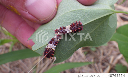 麝香的幼蟲 48765554