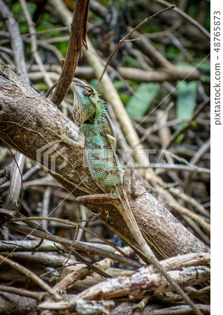 Crested Lizard in jungle, Khao Sok, Thailand 48765873
