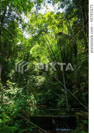 jungle forest, Khao Sok, Thailand 48765875
