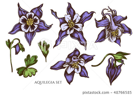 Vector collection of hand drawn colored aquilegia Vector collection of hand drawn colored aquilegia 48766585