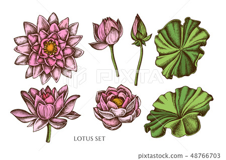 Vector collection of hand drawn colored lotus Vector collection of hand drawn colored lotus 48766703