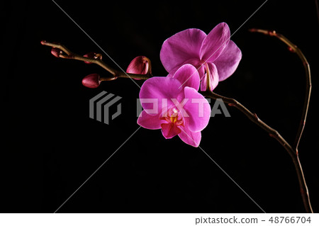 Orchids flowers on banch on black background. Orchids flowers on banch on black background. 48766704