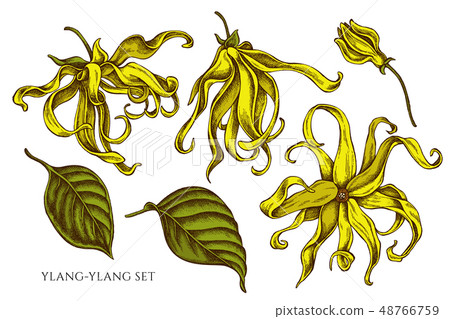 Vector collection of hand drawn colored ylang-ylang Vector collection of hand drawn colored ylang-ylang 48766759