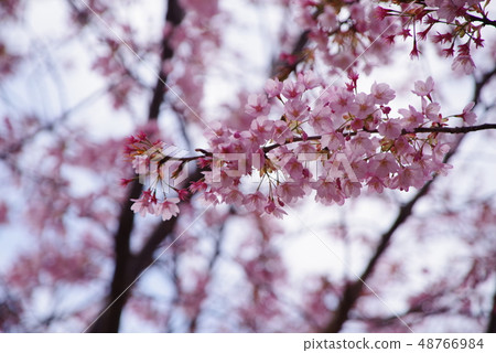 Hachisuka cherry tree Hachisuka cherry tree 48766984