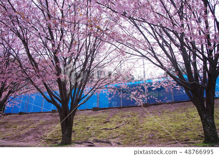 Hachisuka cherry tree Hachisuka cherry tree 48766995