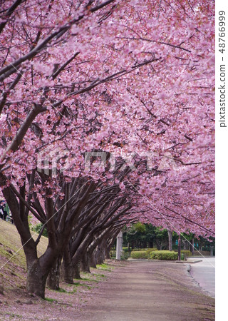 Hachisuka cherry tree 48766999