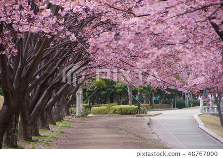 Hachisuka cherry tree 48767000