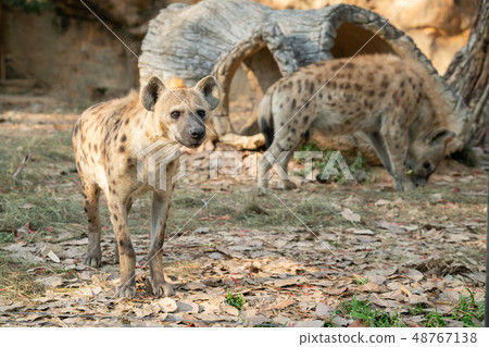 spotted hyena in zoo spotted hyena in zoo 48767138