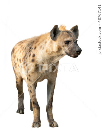 spotted hyena isolated spotted hyena isolated 48767141