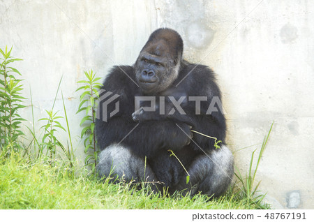大猩猩西低地大猩猩 48767191