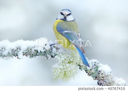 Snow winter with cute songbird blue tit Snow winter with cute songbird blue tit 48767410
