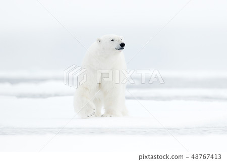 Polar bear on drift ice edge with snow and water 48767413
