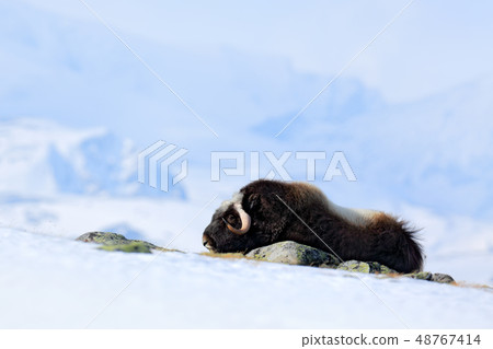 Musk Ox, Ovibos moschatus, with mountain 48767414