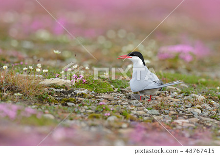 Arctic Tern, Sterna paradisaea in Arctic landscape Arctic Tern, Sterna paradisaea in Arctic landscape 48767415