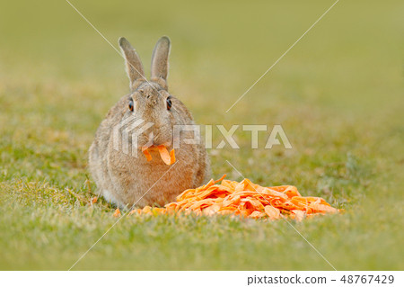 Cute rabbit with orange carrot in the grass 48767429