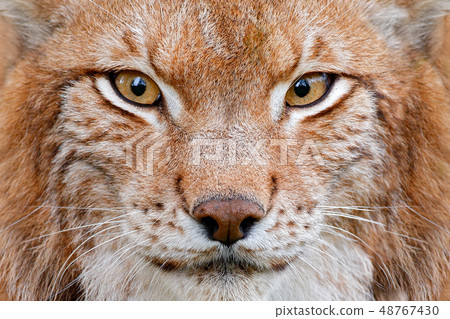 Lynx, detail face portrait with beautiful eyes. 48767430
