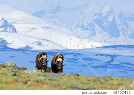 Musk Ox, Ovibos moschatus, with mountain Musk Ox, Ovibos moschatus, with mountain 48767451