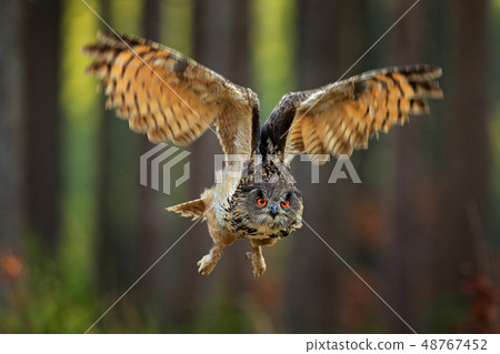 Flying Eurasian Eagle Owl with open wings Flying Eurasian Eagle Owl with open wings 48767452