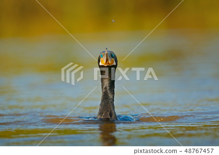 Shag diving on the rover water. Shag diving on the rover water. 48767457