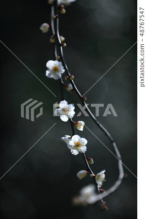 Vertical composition of white plum Vertical composition of white plum 48767547