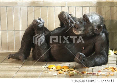 黑猩猩放鬆 48767811