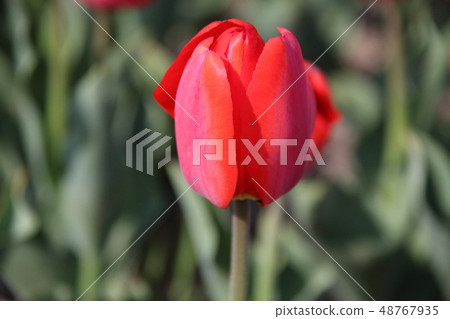 Tulip _ Apeldon Tulip _ Apeldon 48767935