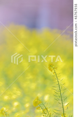 Rape blossoms and cherry blossoms Rape blossoms and cherry blossoms 48767938