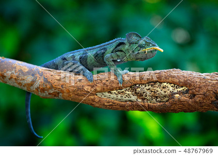 Malagasy giant chameleon, Furcifer oustaleti Malagasy giant chameleon, Furcifer oustaleti 48767969