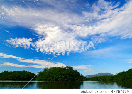 Caroni Swamp, green trees island with blue sky 48767979