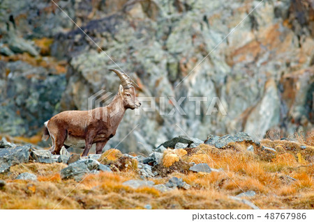 Alpine Ibex, Capra ibex, with autumn orange grass Alpine Ibex, Capra ibex, with autumn orange grass 48767986