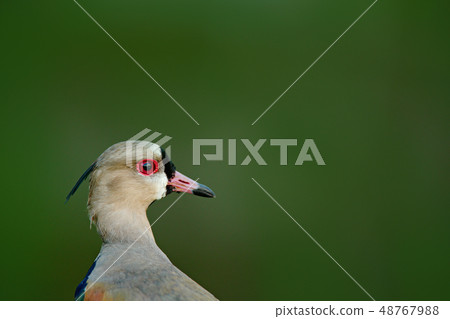 Lapwing, detail portrait. Southern Lapwing 48767988