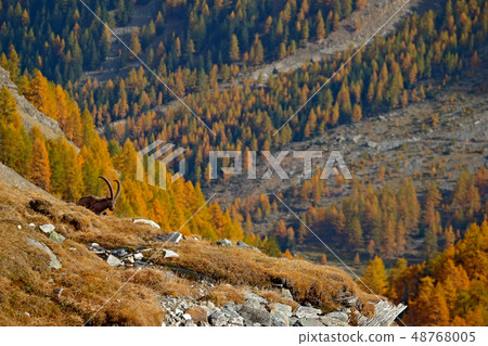 Alpine Ibex, Capra ibex, with orange larch trees 48768005