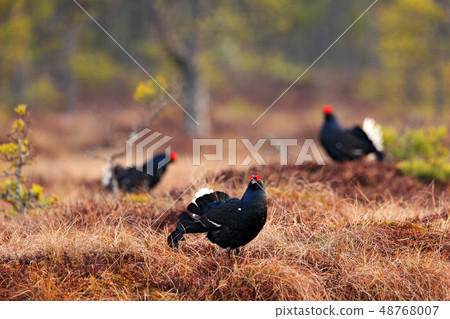 Black grouse on the bog meadow. Black grouse on the bog meadow. 48768007