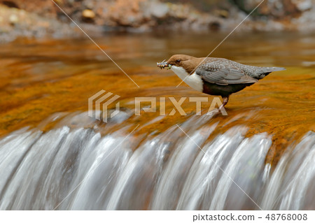 White-throated Dipper, Cinclus cinclus White-throated Dipper, Cinclus cinclus 48768008