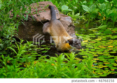 Yellow-throated marten, Martes flavigula Yellow-throated marten, Martes flavigula 48768158