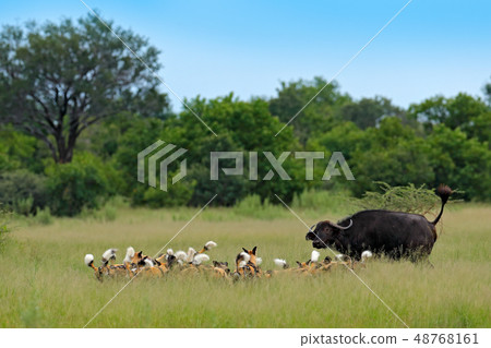 Wild Dog Hunting in Botswana, buffalo cow Wild Dog Hunting in Botswana, buffalo cow 48768161
