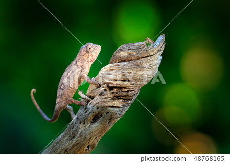 Furcifer verrucosus, warty spiny chameleon Furcifer verrucosus, warty spiny chameleon 48768165