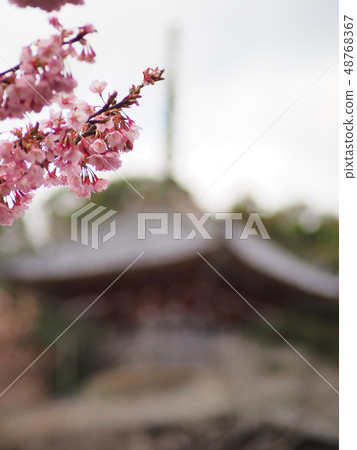 Hachisuka櫻花樹 48768367