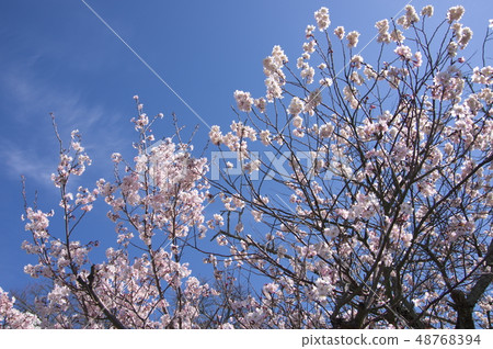 Cherry blossom viewing on Sunday 48768394