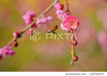 紅色李子和花蕾 48768507