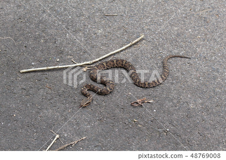 毒蛇 毒蛇 48769008