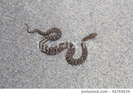 Mamushi在大街上 48769039