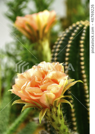Echinopsis hybrid Orange Paramount. Echinopsis hybrid Orange Paramount. 48769226